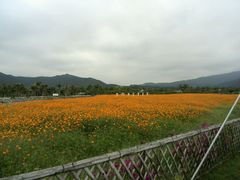 -亚龙湾国际玫瑰谷