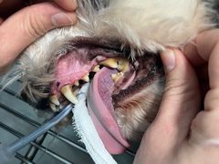 -顺强宠物诊所·狂犬免疫·夜诊·骨科(嘉定店)