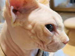 -猫腻·猫咖·撸猫馆(星光大道店)