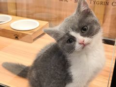 -袖虎·猫馆(体育西路店)
