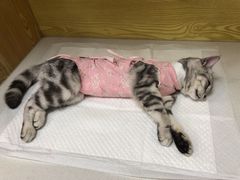 -中农大我爱我爱动物医院·核磁CT·猫病·24小时夜诊中心(石佛营店)