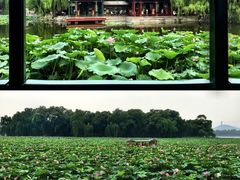 -莲花池公园