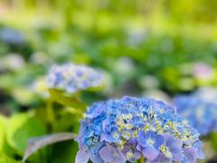 -上海共青森林公园