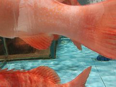 -阿伟海鲜楼·福建菜(延寿店)