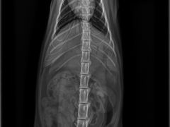 -爱贝特动物医院·猫口炎专科