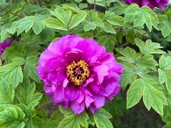 -洛阳郁金香牡丹园