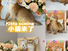 -小猫来了·猫舍(红山六九七九店)