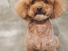 -PETKIT小佩宠物·低压洗护(国顺东路店)