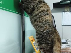 -半岛宠物医院24小时(科华中路店)