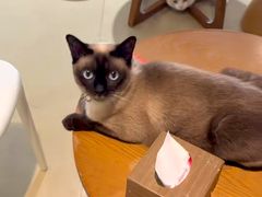 -藏猫猫咖啡主题馆(中央大道店)