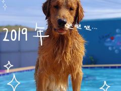 -趣玩宠物乐园寄养训犬训狗游泳池