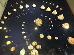 -青岛贝壳博物馆