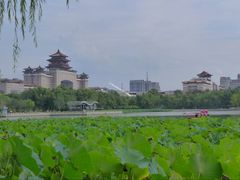 -莲花池公园