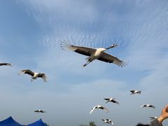 -盐城丹顶鹤湿地生态旅游区