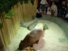 -萌宠奇缘