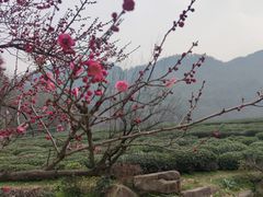 -中国茶叶博物馆(双峰馆区)