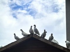 -天津妈祖文化园