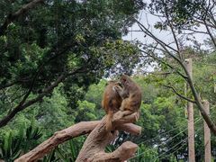 -广州长隆野生动物世界
