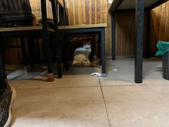 -嵊州特色小吃(萧山街店)