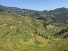 -紫鹊界梯田景区