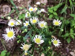 -洛阳白云山景区