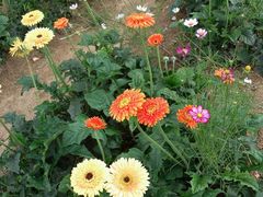 -松山湖梦幻百花洲