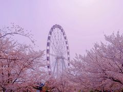 -顾村公园