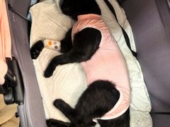 -瑞派·关忠动物医院·猫专科·犬专科(三环新城店)
