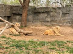 -北京野生动物园