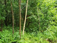 -五营红松林海景区