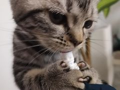 -团子家猫咪猫咖馆·柯基·柯尔鸭