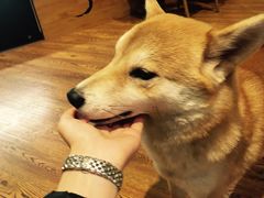 -柴务处·柴犬主题狗咖