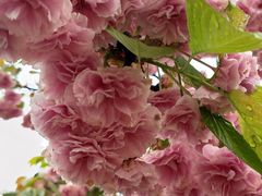 -绵阳盛世樱花悠乐谷