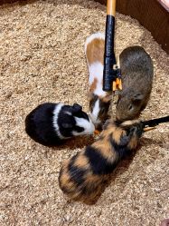 -Zoolung Zoolung动物主题公园(海信广场店)