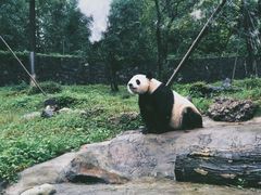 -都江堰中华大熊猫苑