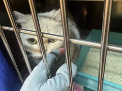 -御宝贝·A梦猫科宠物医院(国际猫友好医院)