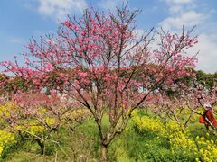 -南汇桃花村
