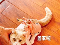-伟伟宠物医院·CT影像中心·瑞派犬猫综合性门诊(汉口总院)