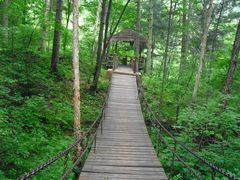 -五营红松林海景区