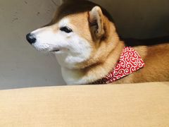 -柴务处·柴犬主题狗咖