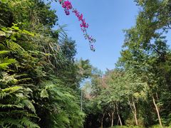 -火炉山森林公园