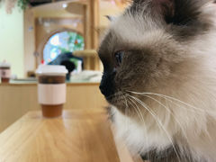 -猫和宫(六道口店)