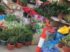 -本溪路花鸟市场(江浦路1709弄小区店)