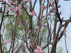 -大蜀山国家森林公园