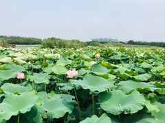 -荷塘月色湿地公园·向阳花洲
