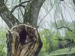 -上海共青森林公园