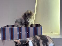 -有猫主题·治愈系猫咖(曾厝垵店)