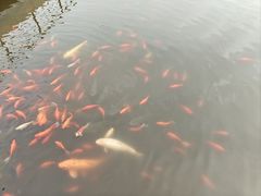 -石家庄市植物园