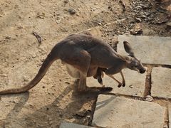 -大连森林动物园