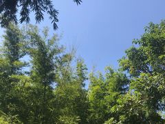 -深圳仙湖植物园